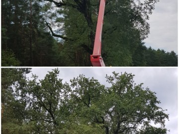 Zabiegi pielęgnacyjne pomników przyrody ZPK, 